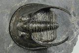 Impressive Scotoharpes Trilobite - Boudib, Morocco #244260-5